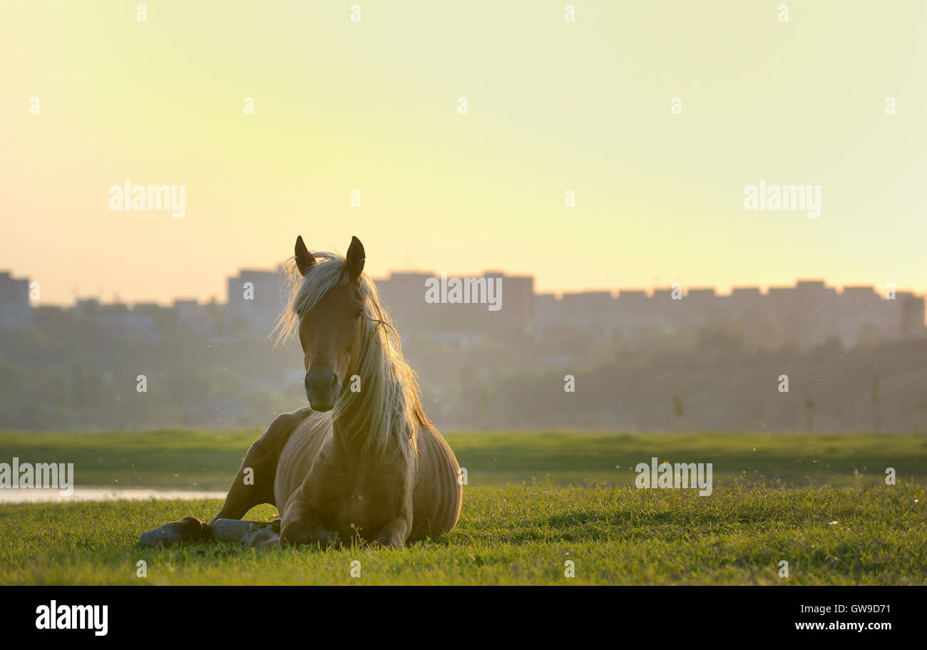 Horse sitting down at sunset Stock Photo