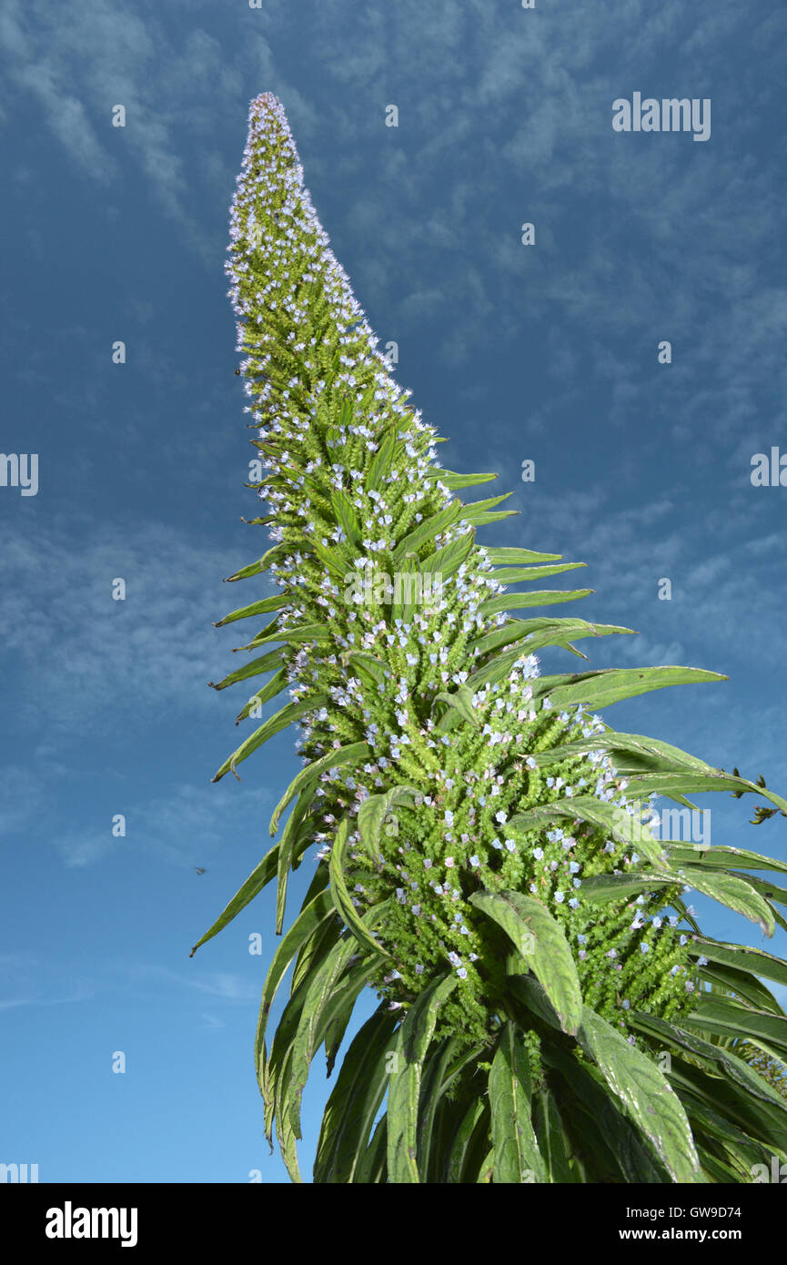 Giant Viper'sbugloss Echium pininana Stock Photo Alamy