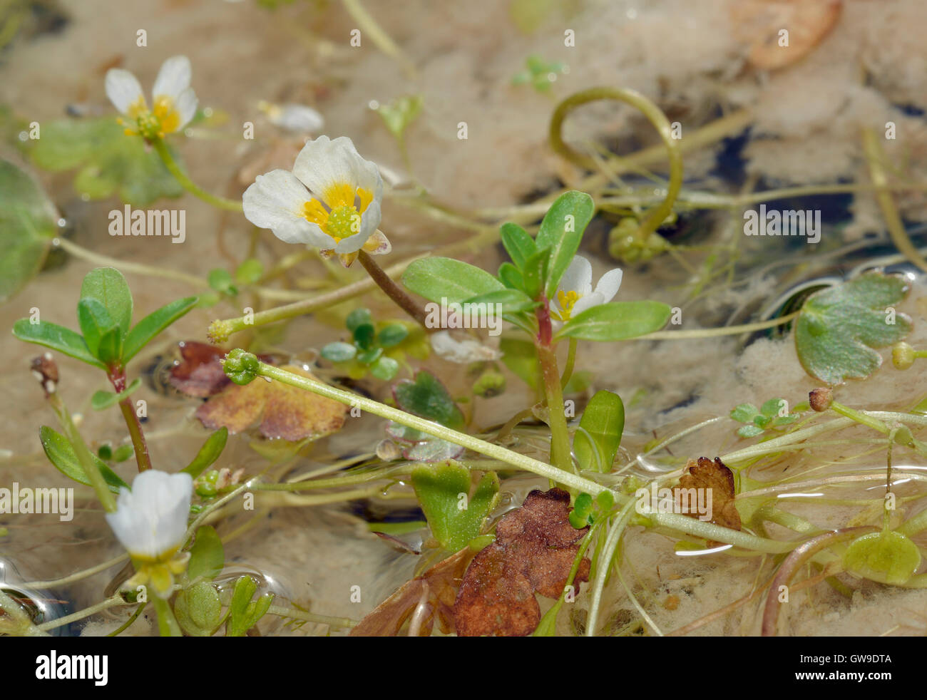 Pond Water Crowfoot - Ranunculus peltatus White Water Flowers Stock Photo