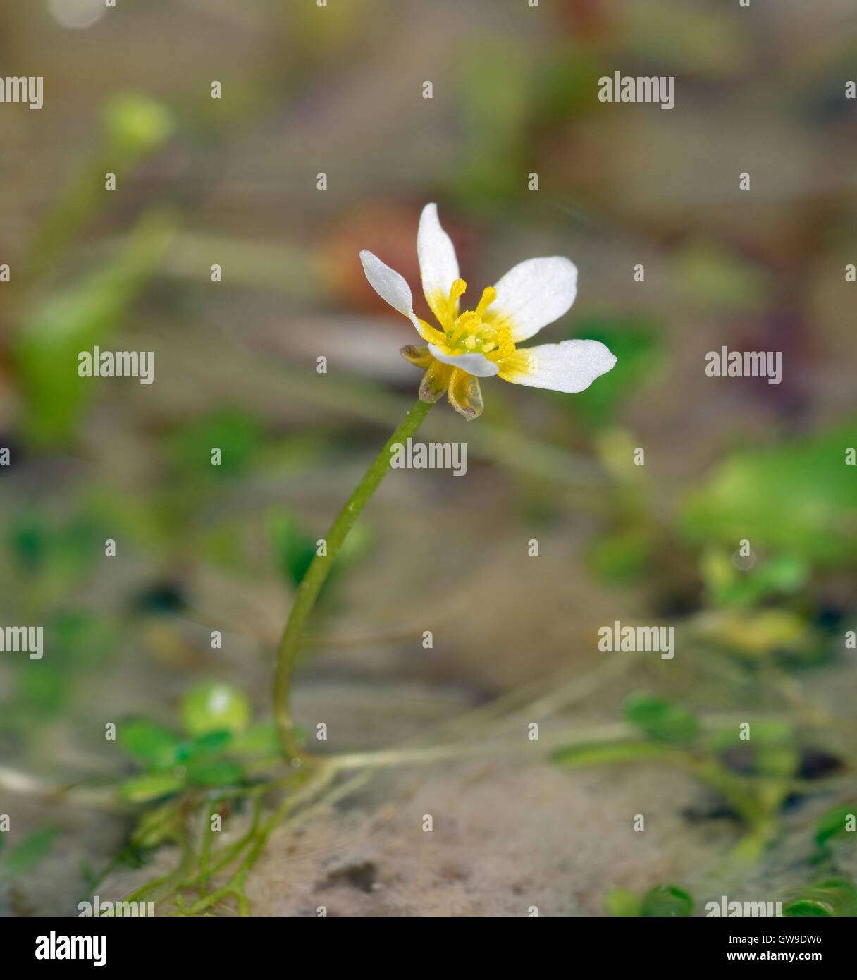 Pond Water Crowfoot - Ranunculus peltatus White Water Flower Stock Photo