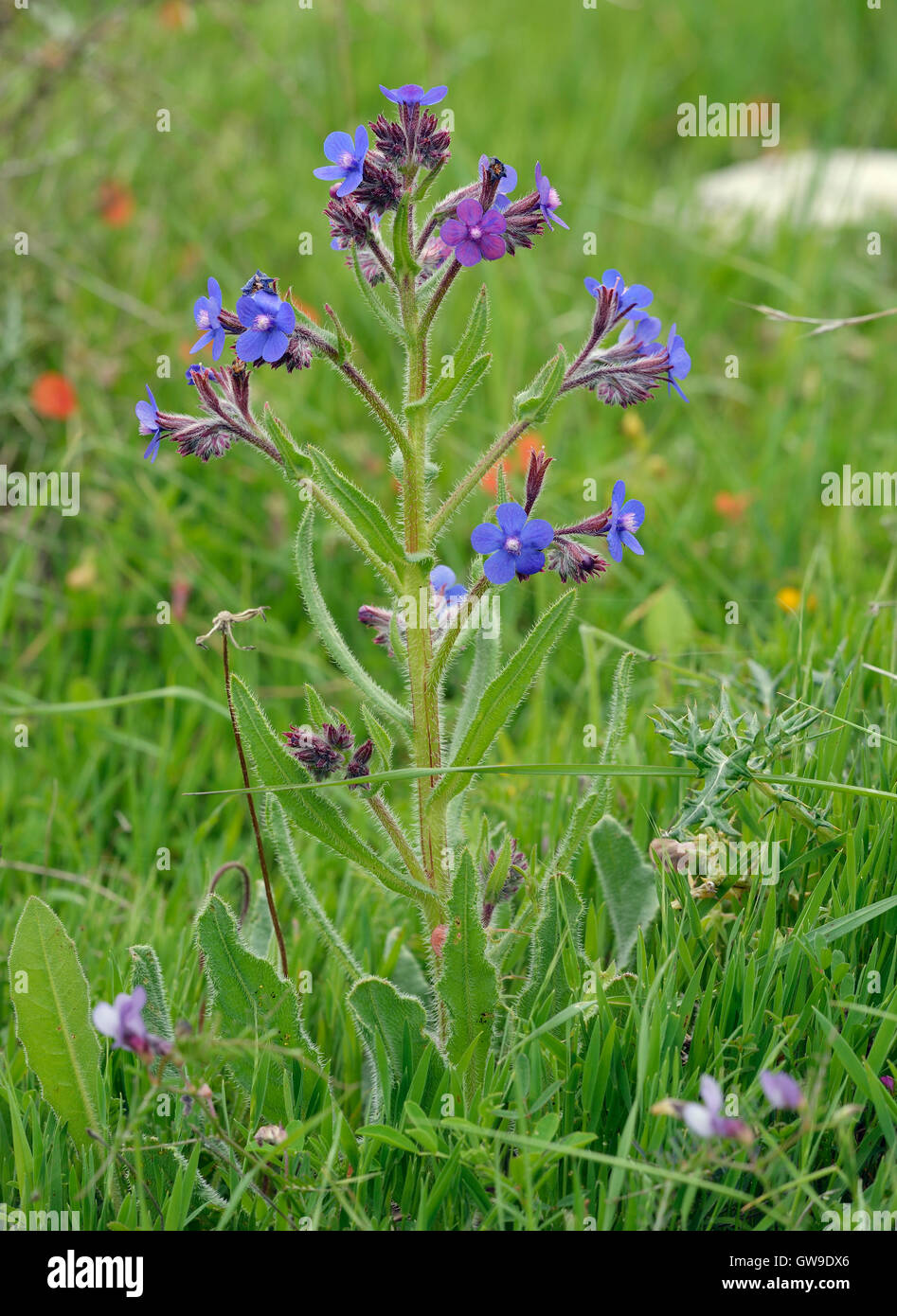 Italian Bugloss - Anchusa azurea Small Bright Blue Flower Stock Photo