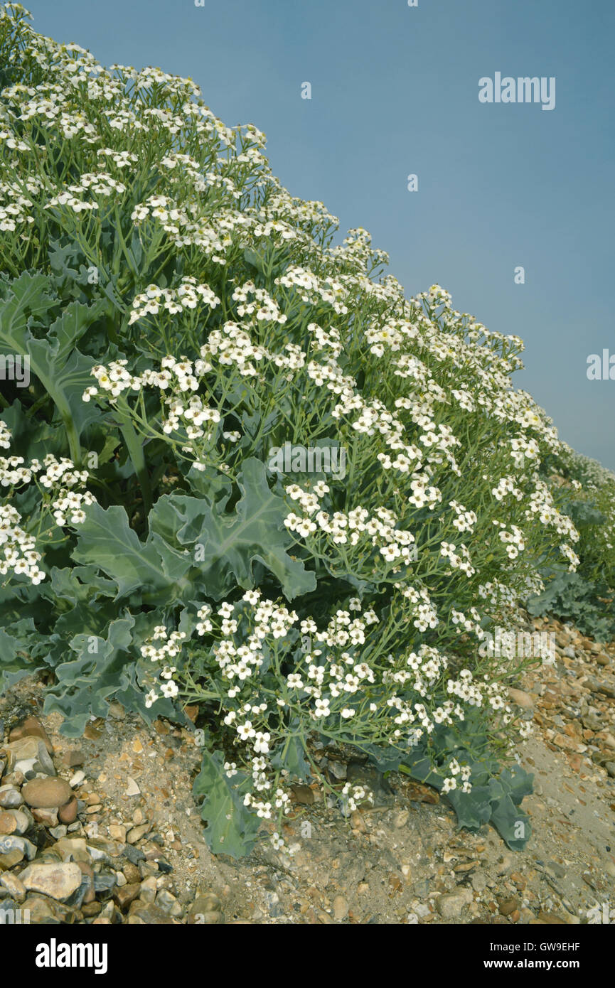 Sea kale crambe maritima plant hi-res stock photography and images - Alamy