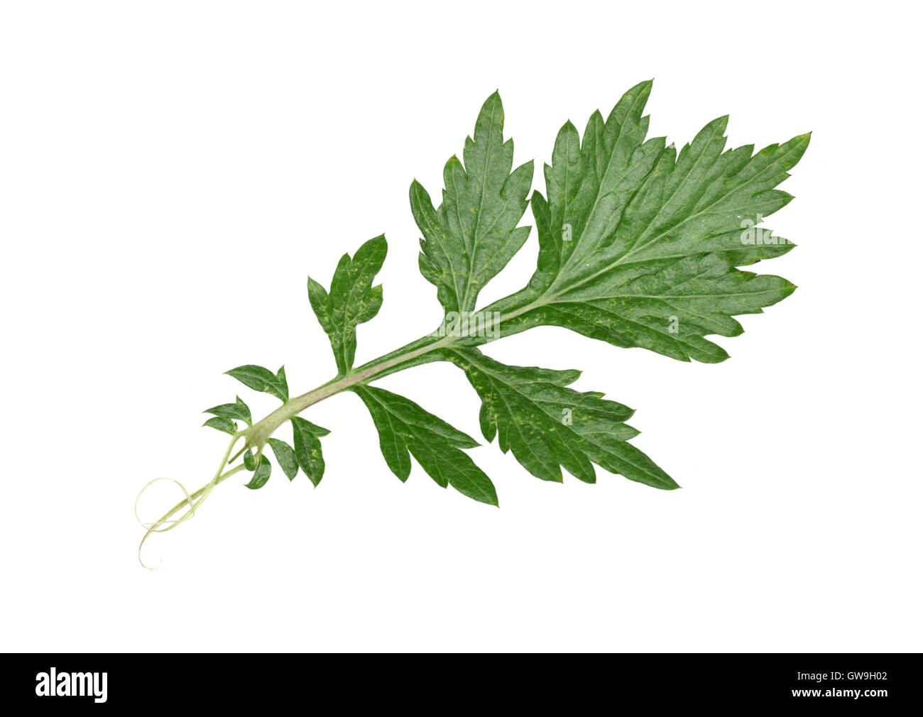Artemisia vulgaris hires stock photography and images Alamy