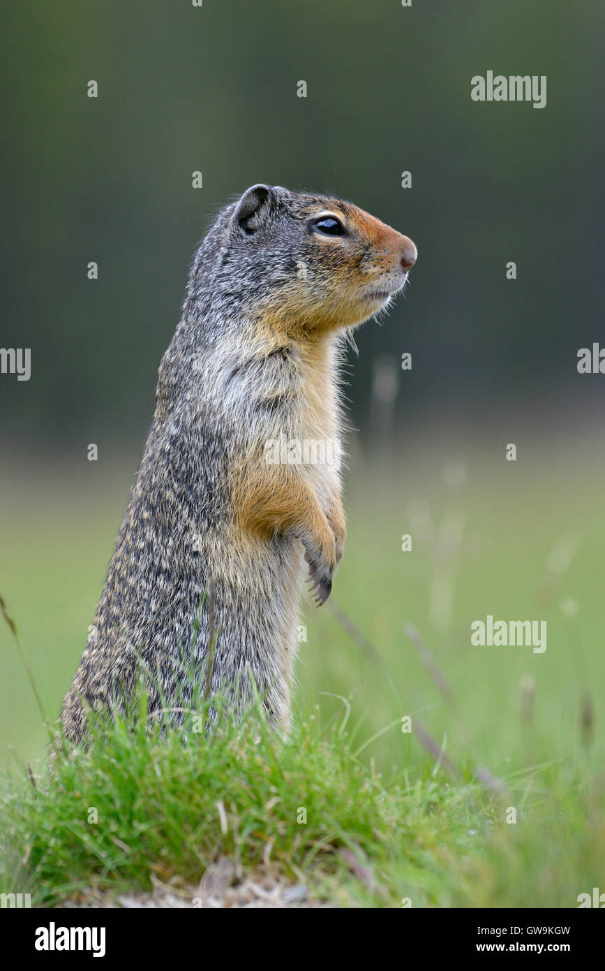 Columbian Ground Squirrel - Urocitellus columbianus Stock Photo