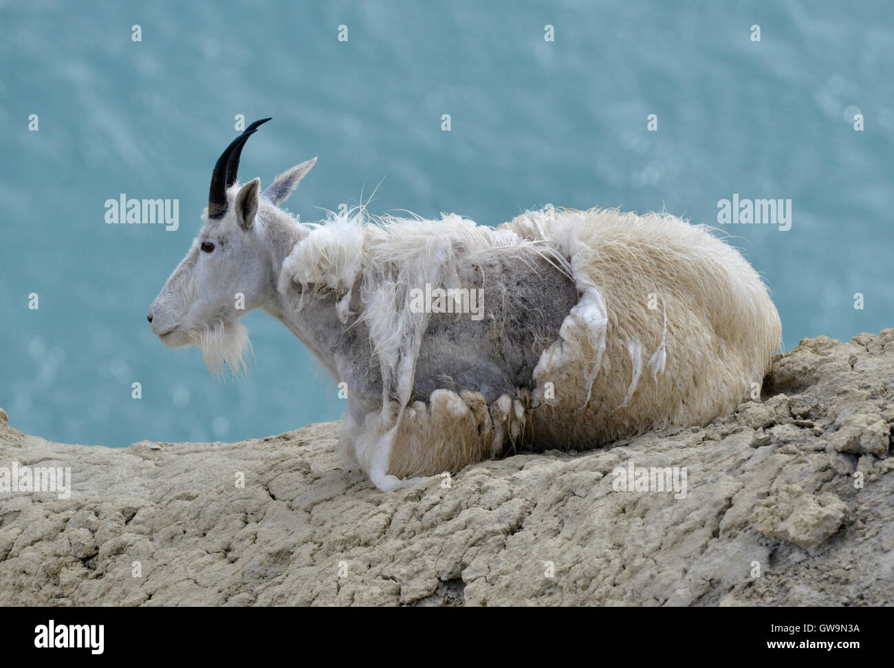 Mountain Goat - Oreamnos americanus Stock Photo