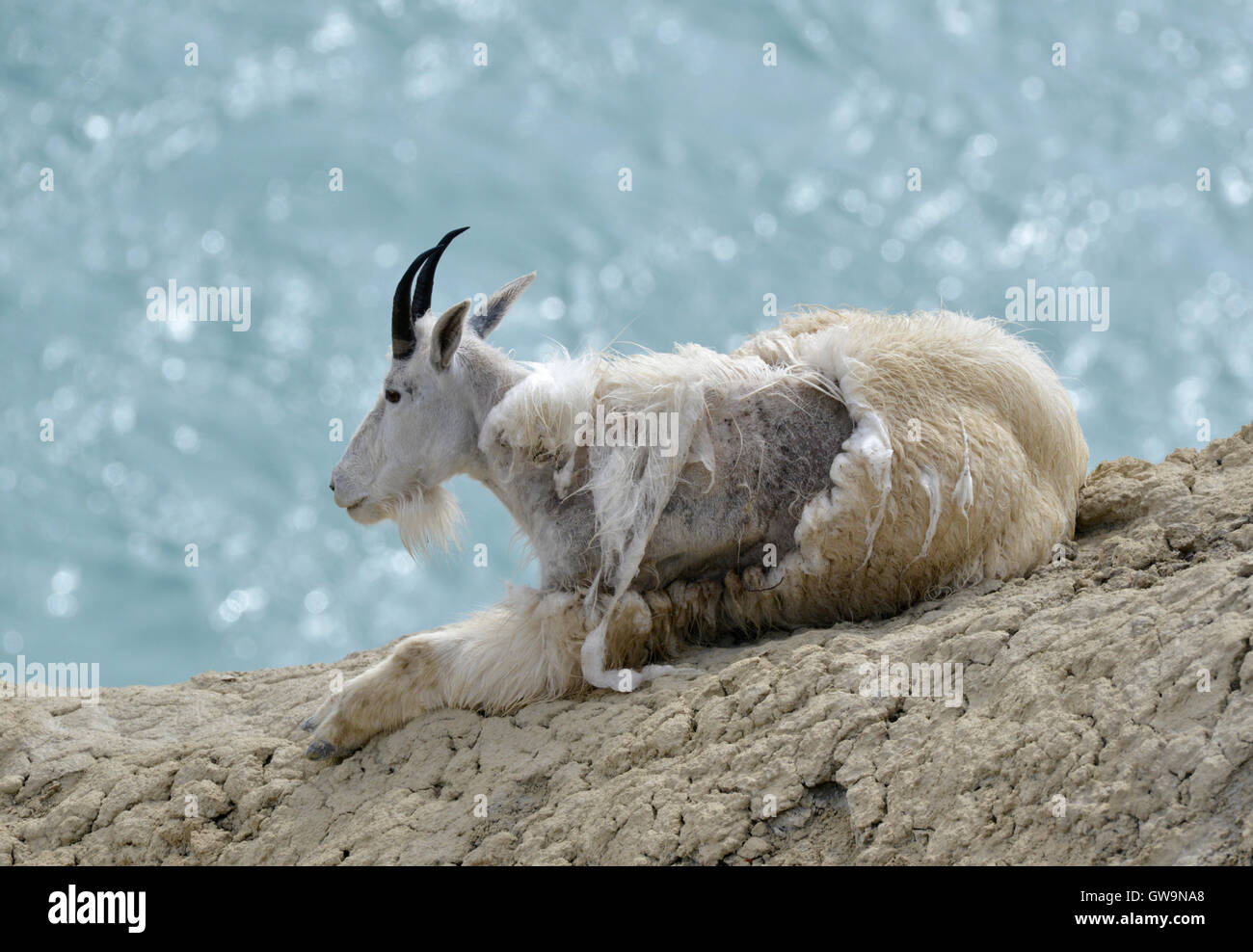 Mountain Goat - Oreamnos americanus Stock Photo