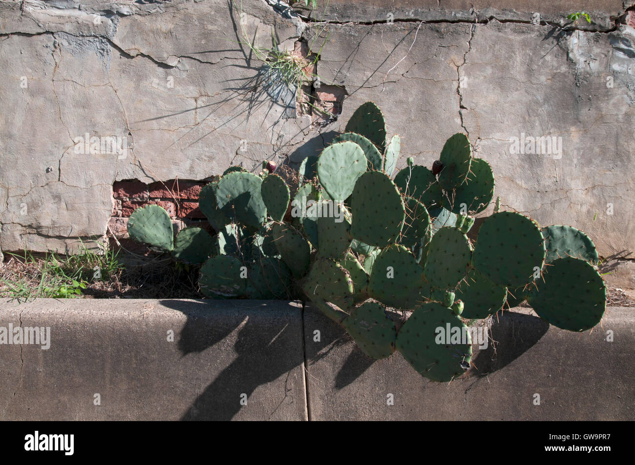 Weeds growing out of wall hi-res stock photography and images - Alamy