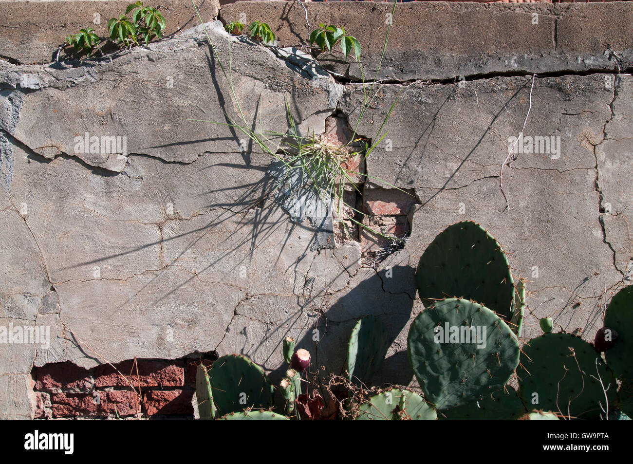 Weeds growing out of wall hi-res stock photography and images - Alamy