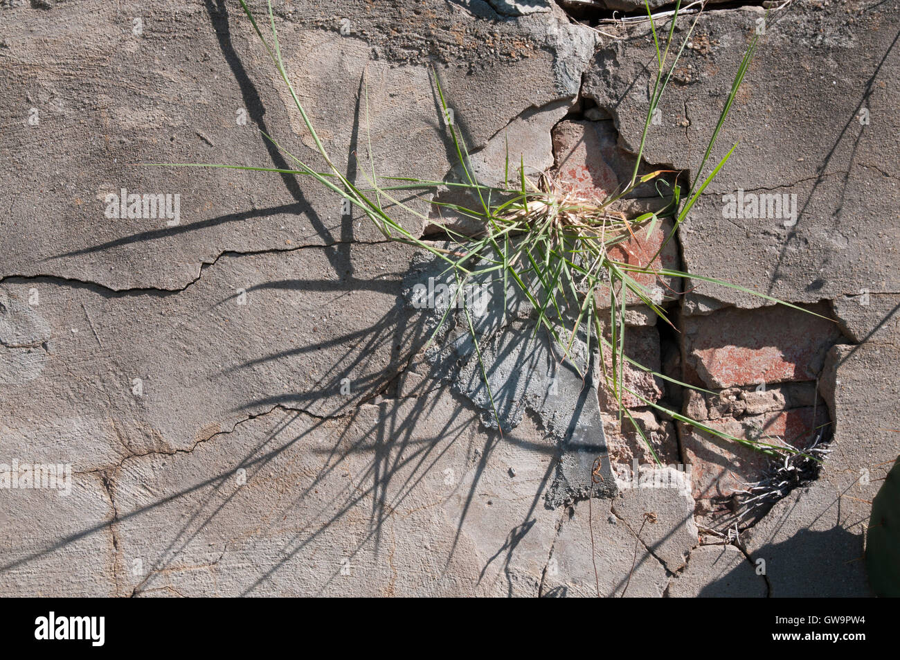 Weeds growing out of a distressed brick and plaster wall Stock Photo ...