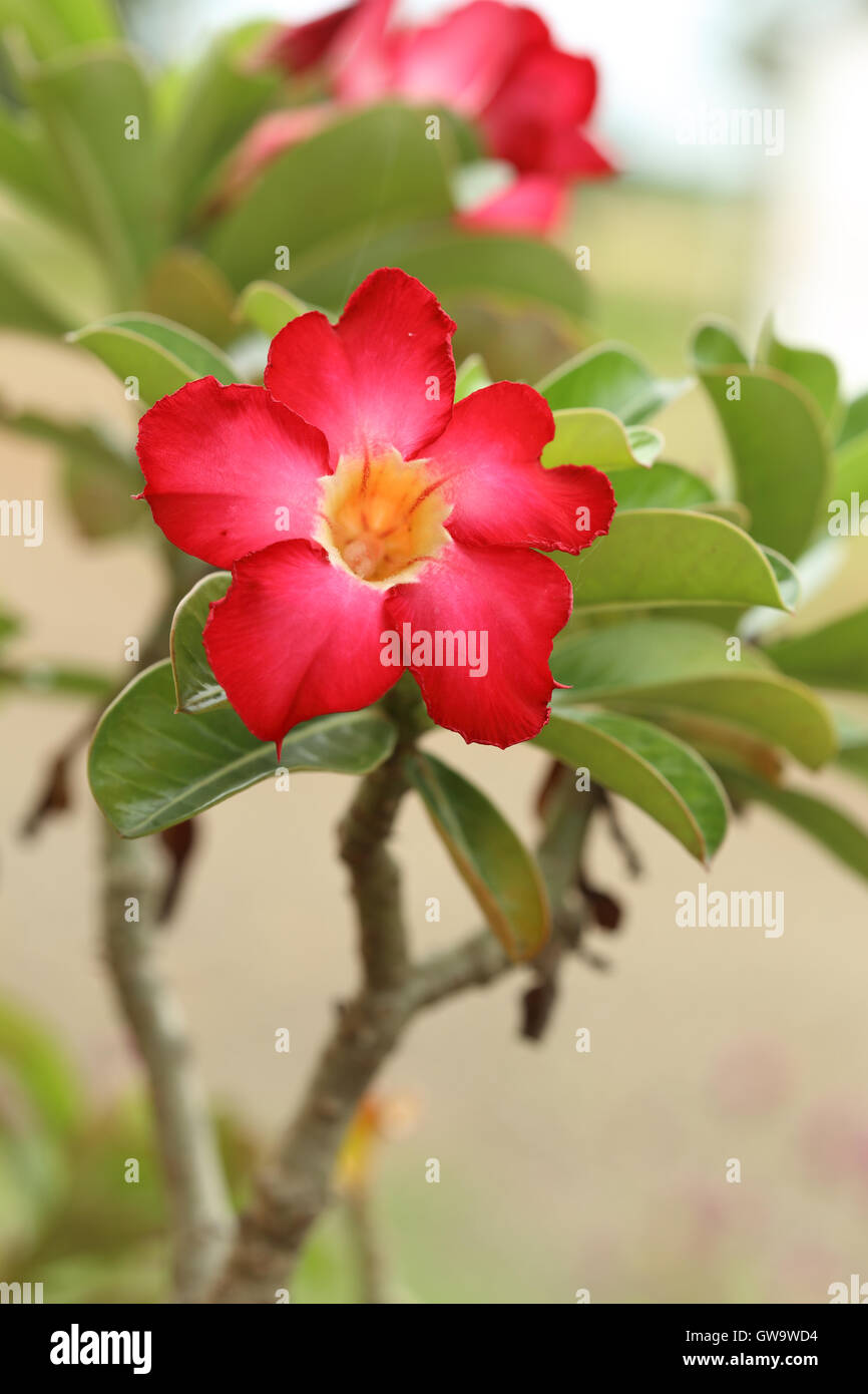 Healthy adenium flower hi-res stock photography and images - Alamy