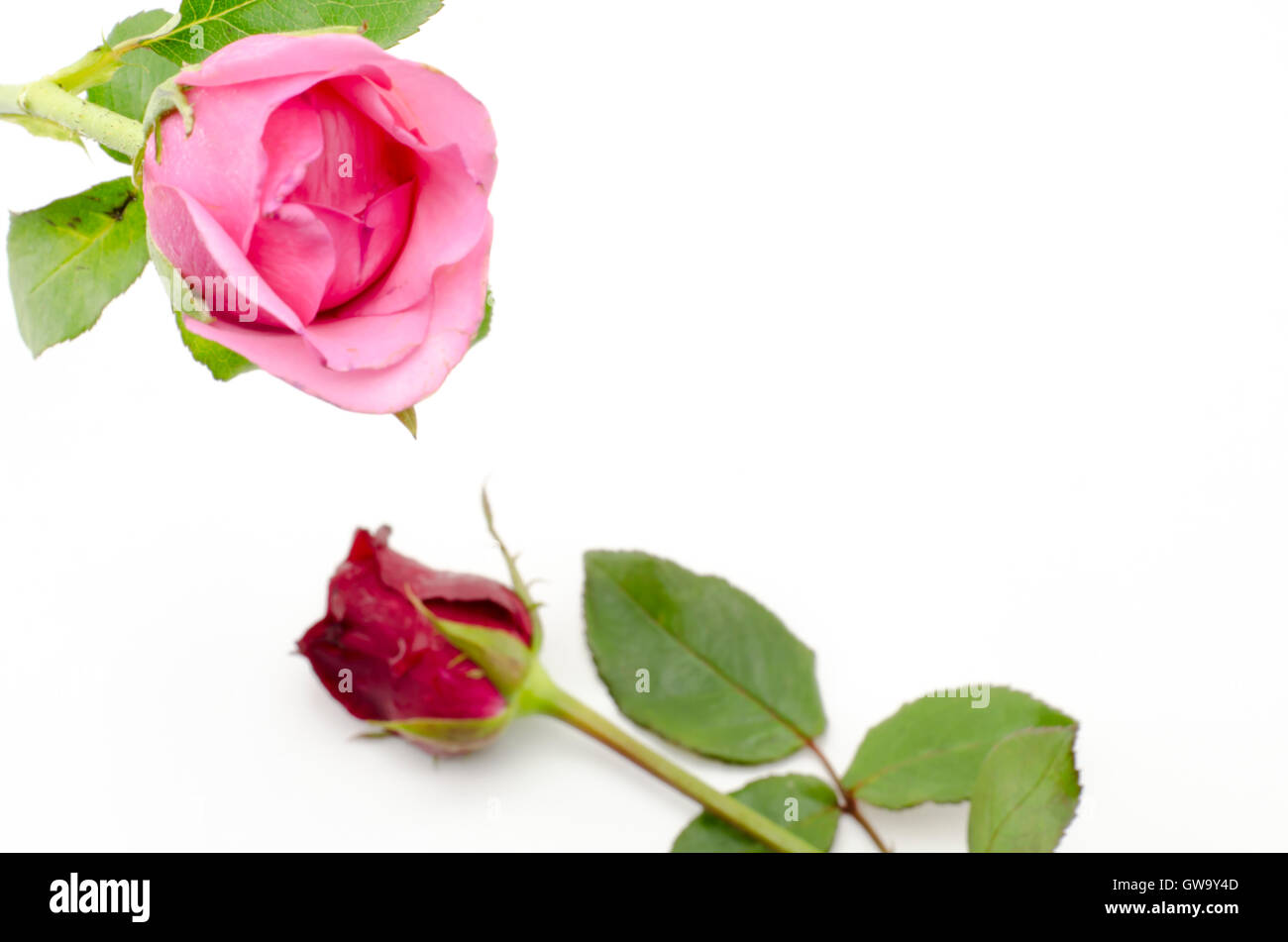 rose flower isolated on white Stock Photo - Alamy