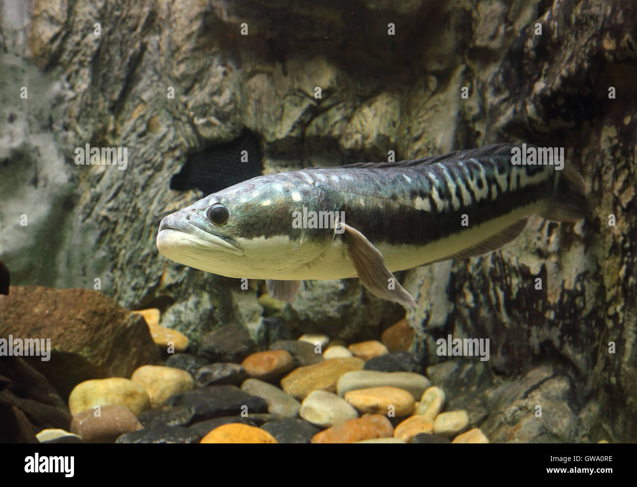 fish Great snakehead.(Channa micropeltes) Stock Photo