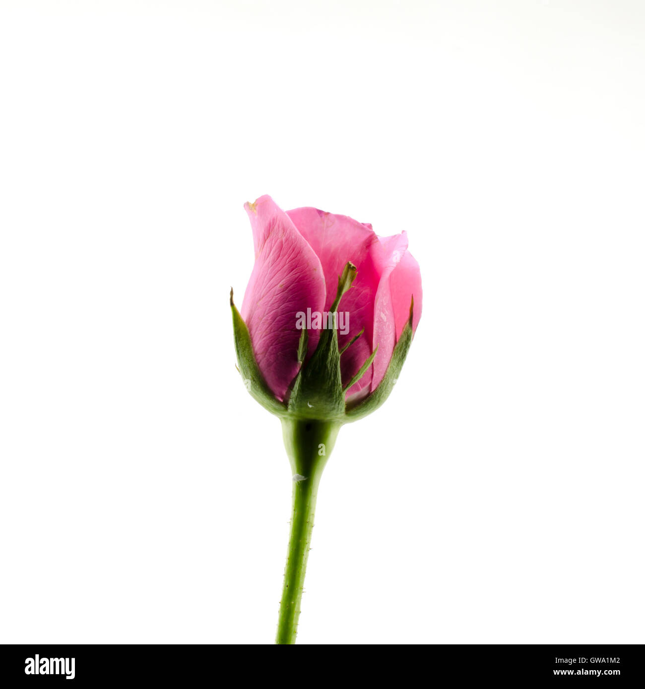 rose flower isolated on white Stock Photo - Alamy