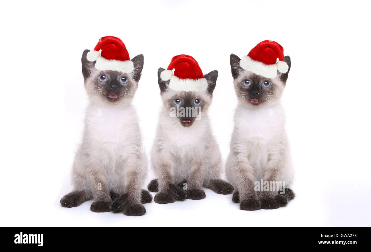 Siamese Kittens Having a Birthday Celebration Stock Photo - Alamy