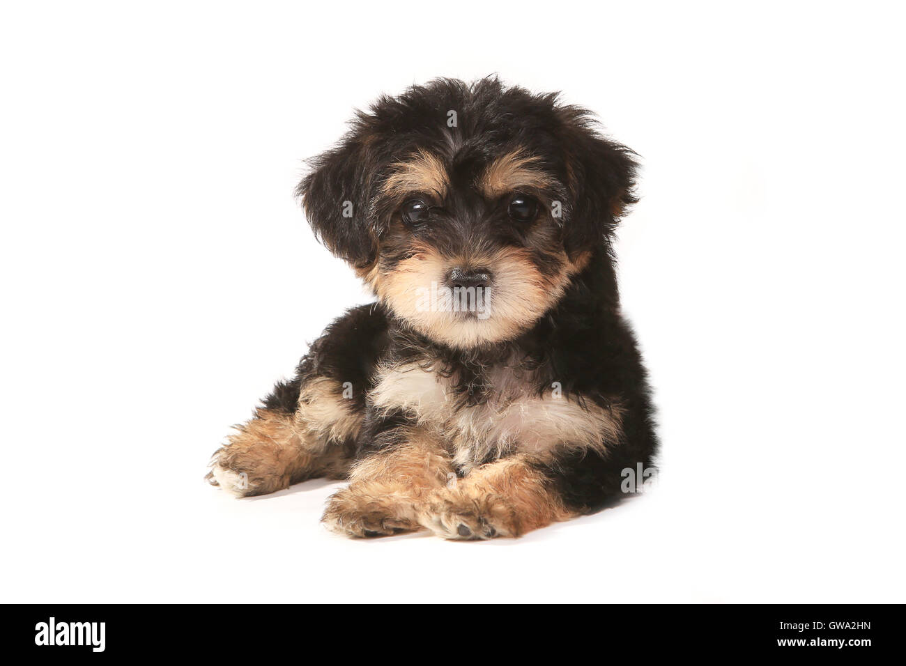 Teacup Yorkie High Resolution Stock Photography And Images Alamy