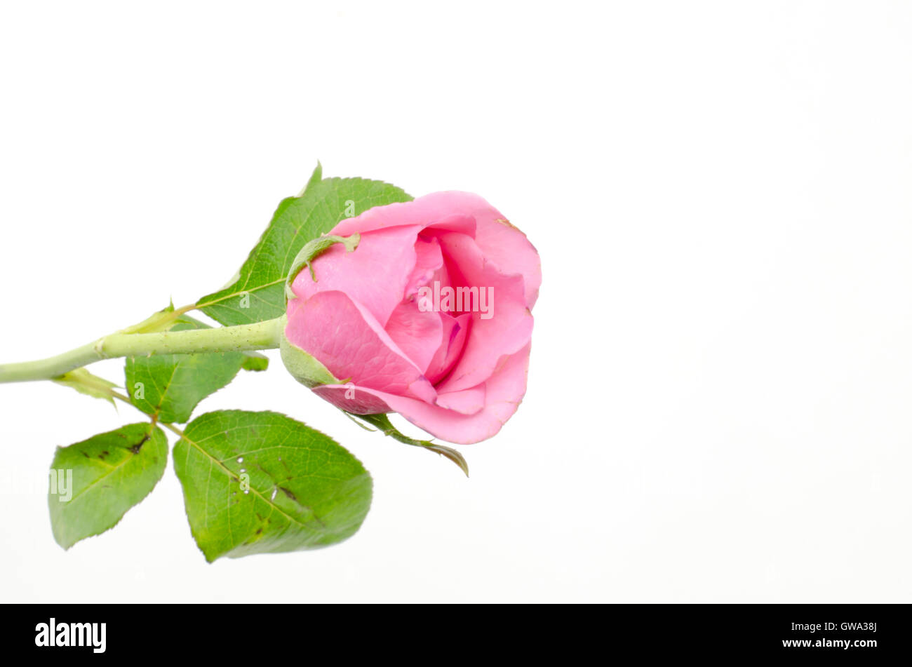 rose flower isolated on white Stock Photo - Alamy