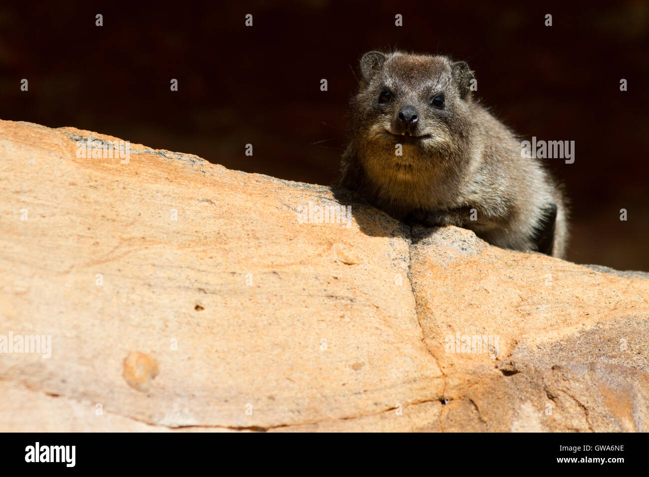 The dassie rat (Petromus typicus), South Africa Stock Photo