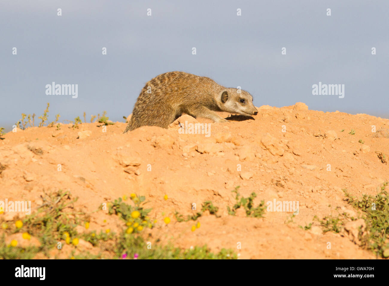 Meerkat (Suricata suricatta) at its den, desert of South Africa Stock Photo