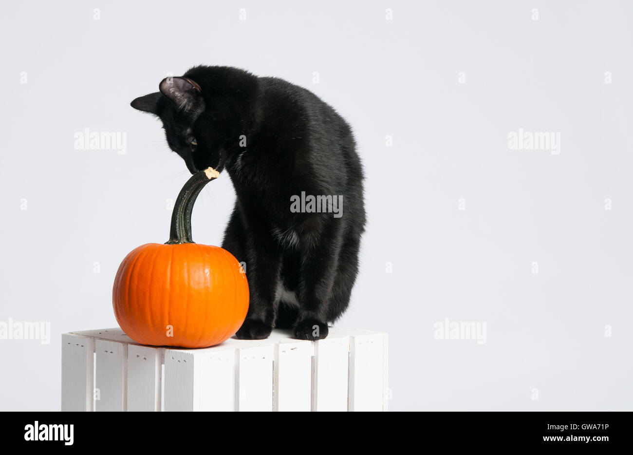 black cat and an orange pumpkin sitting on a white crate Stock Photo ...