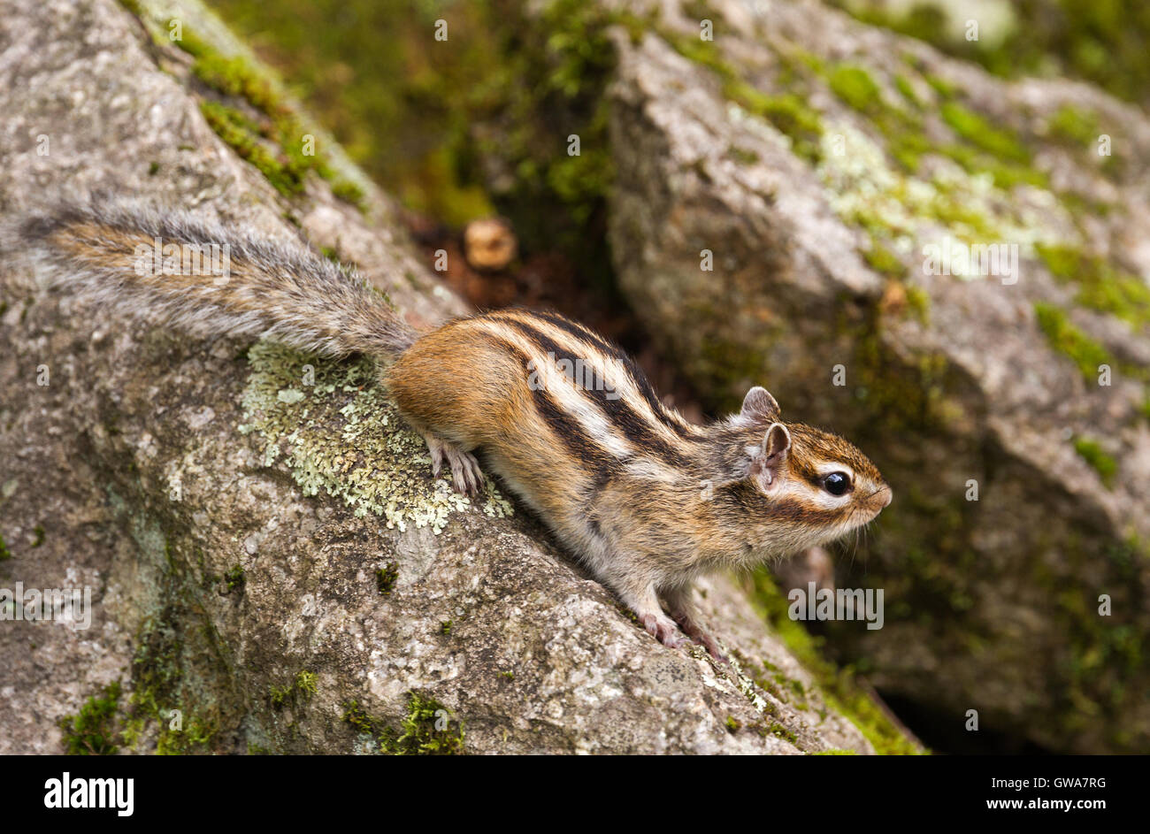 Chipmunk (Tamias Sibiricus) in the wildlife placing on the stone and looking discomposedly in front of it. Stock Photo