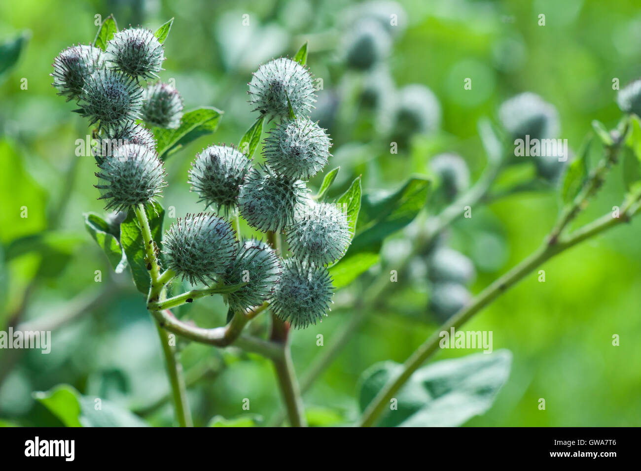 Natural environmental seasonal image: burdock (agrimony) plant closeup with green background of other plants. Stock Photo