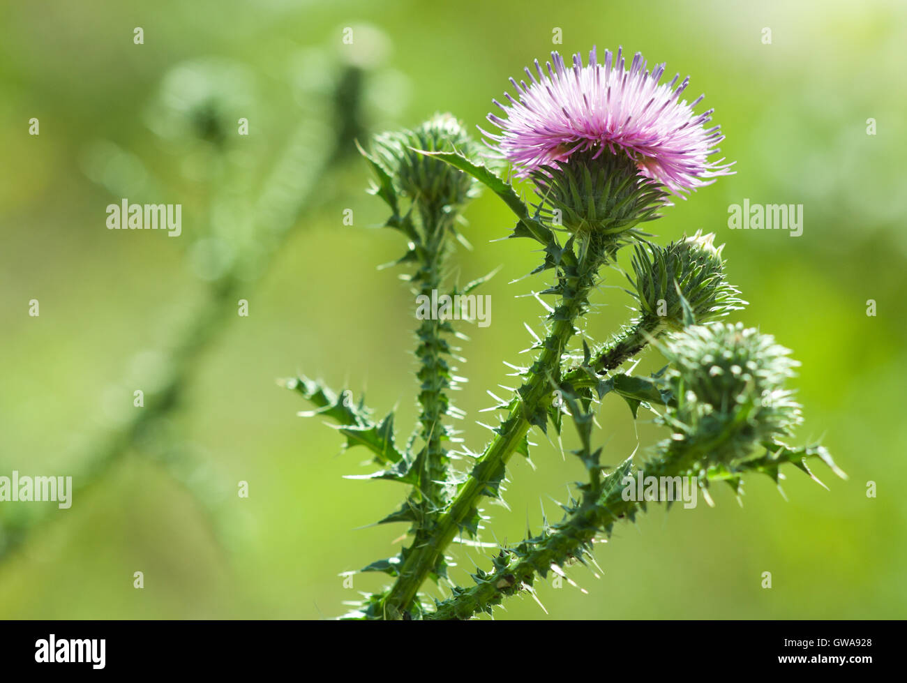 Natural environmental seasonal spring image: thistle flower and buds closeup with green background of other plants. Stock Photo