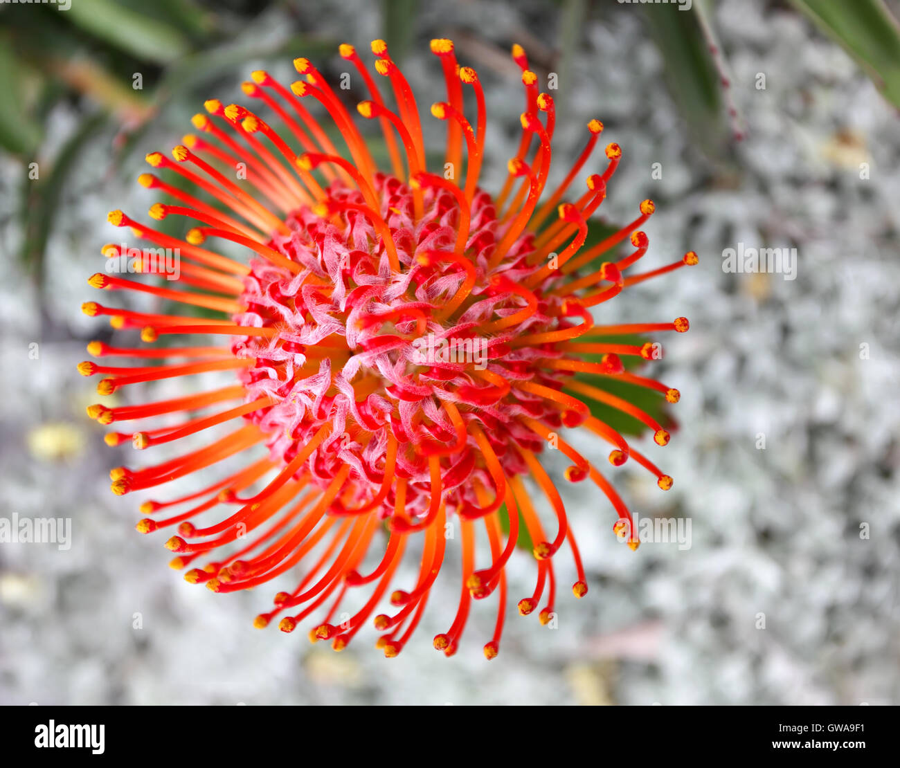 Graduated orange red protea - Leucospermum cordifolium Stock Photo