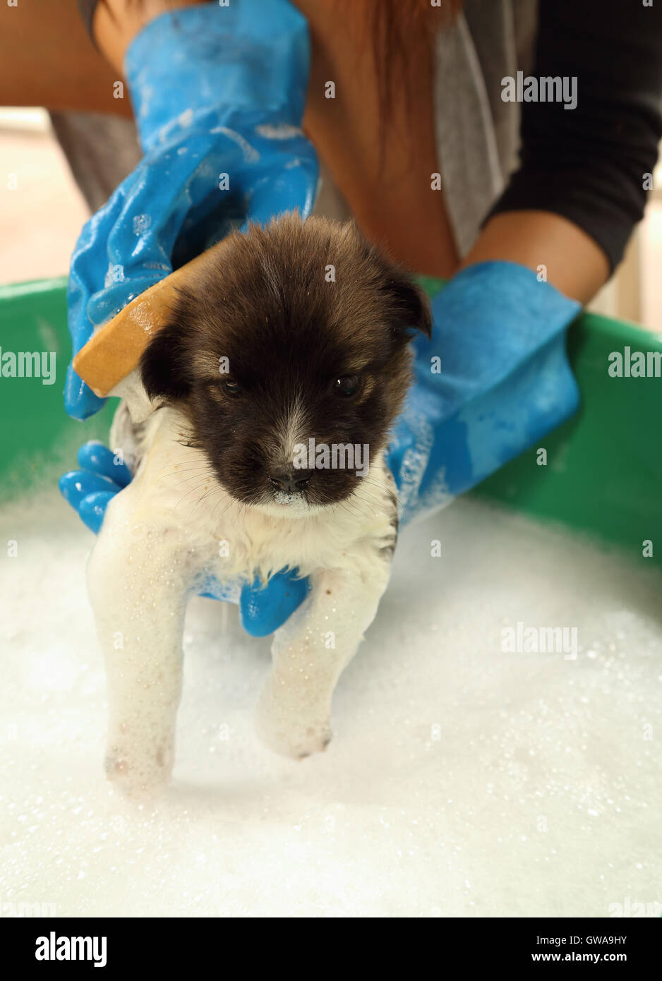 puppy dog in bath tub Stock Photo Alamy