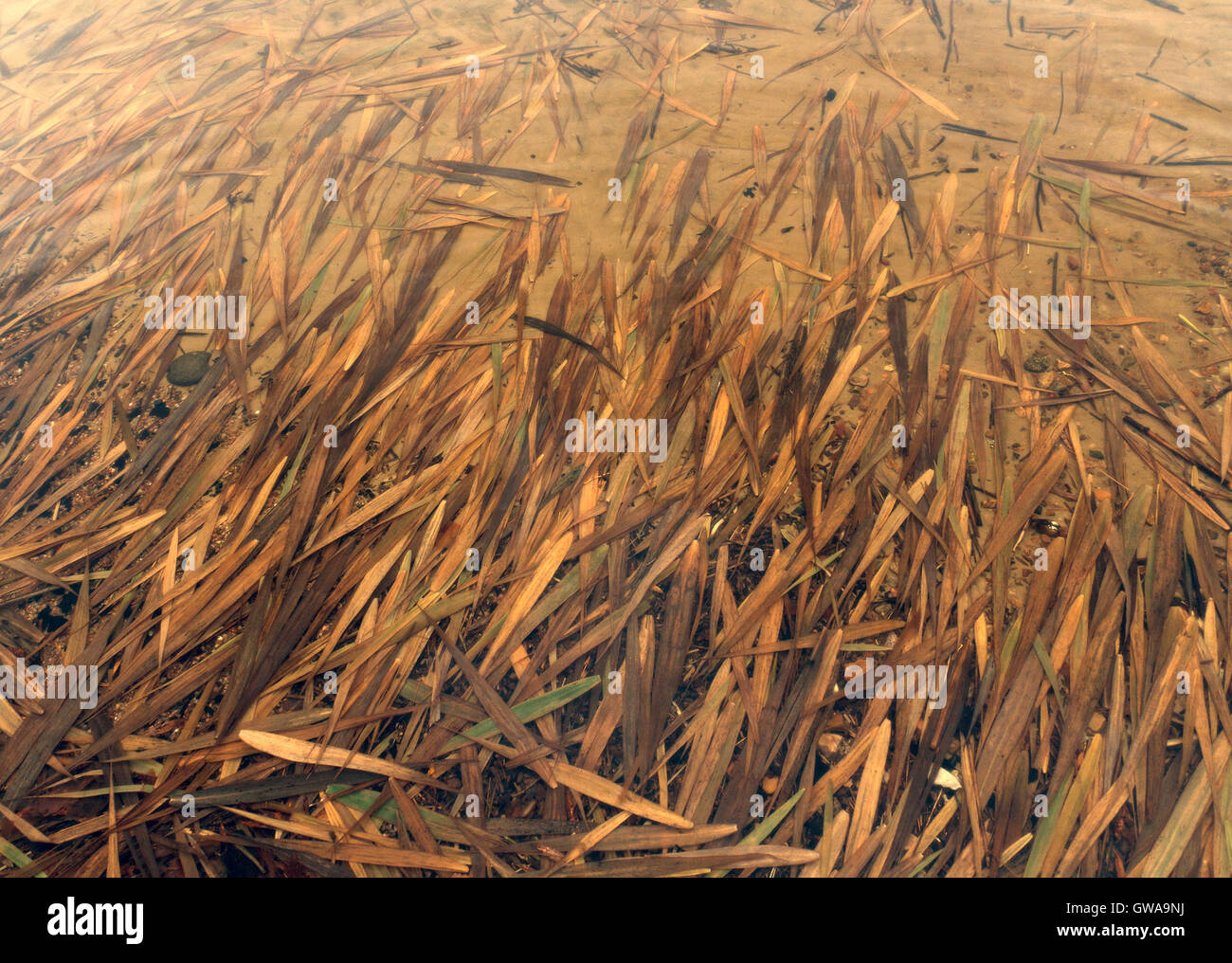 Autumn seasonal nature abstract background image: old reed leaves ...