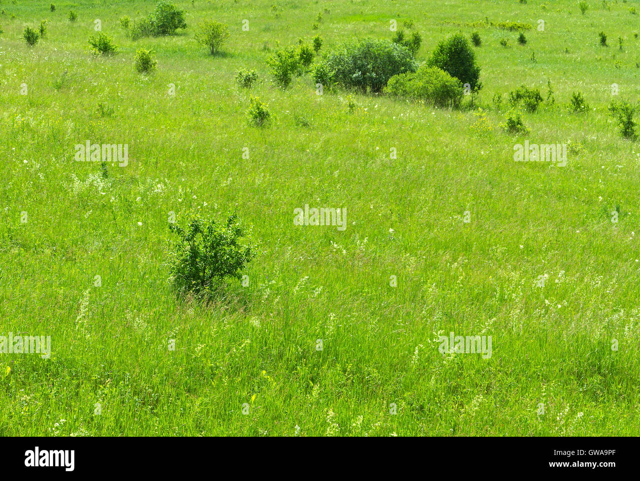Nature anstract background: green neadow on the hill descent with grass, flowers and other herbs. Stock Photo