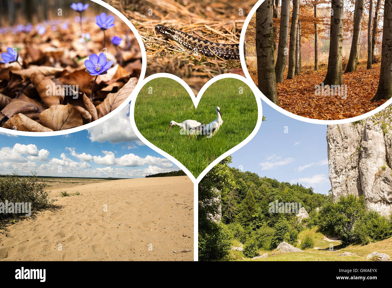 Animals collage hi-res stock photography and images - Alamy
