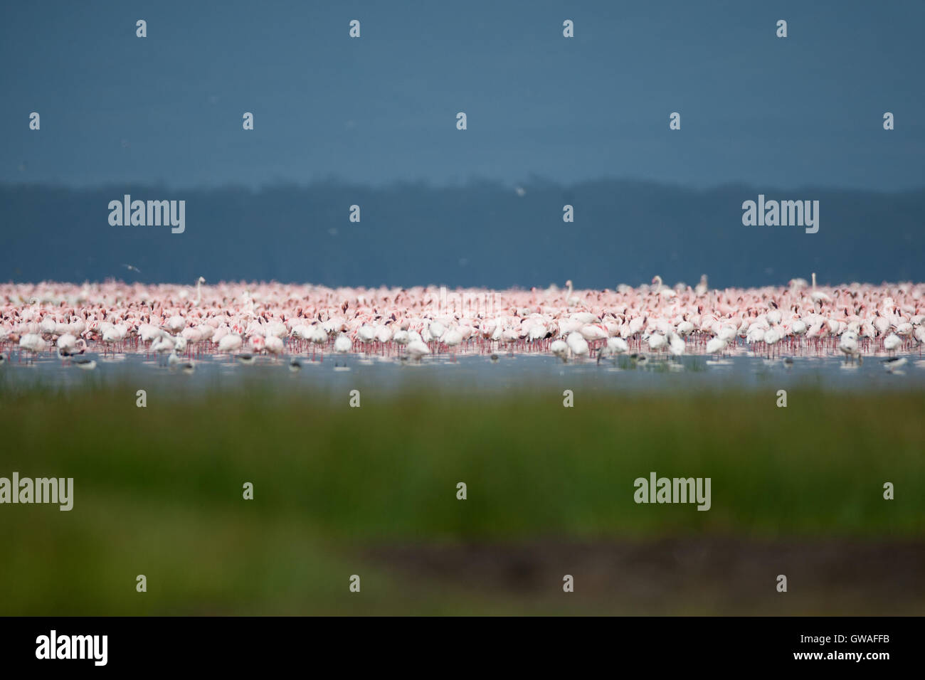Lesser flamingo flamingos landscape in Lake Nakuru in Kenya Stock Photo