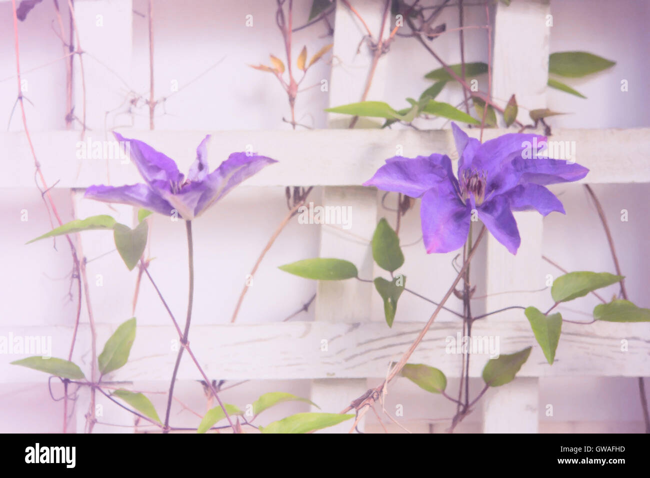 Purple clematis flowers growing on a trellis Stock Photo Alamy