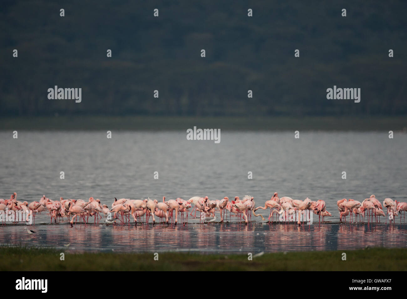 Lesser flamingo landscape in Lake Nakuru in Kenya Stock Photo