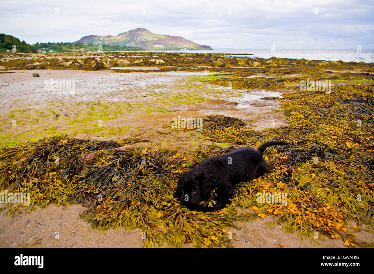 Murphy at Whiting Bay, overlooking the Holy Isle Stock Photo