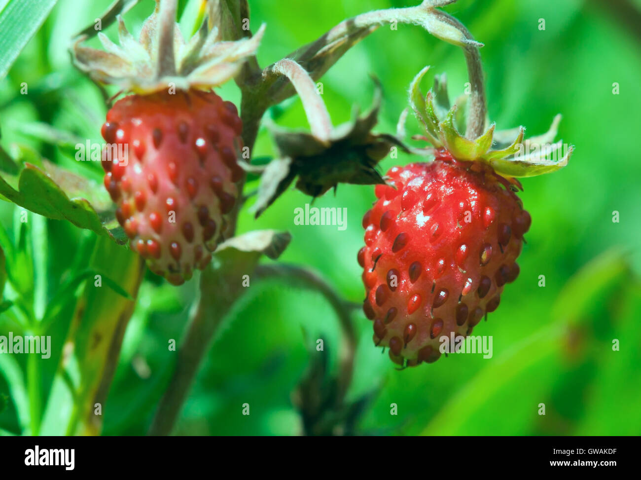 Fresh red strawberry berries hi-res stock photography and images - Alamy