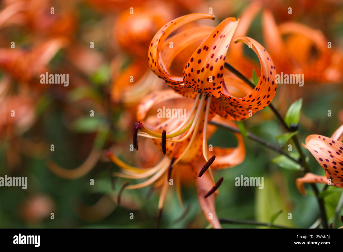 Tiger lilies in a garden. Lilium lancifolium (syn. L. tigrinum) is one of several species of orange lily flower Stock Photo