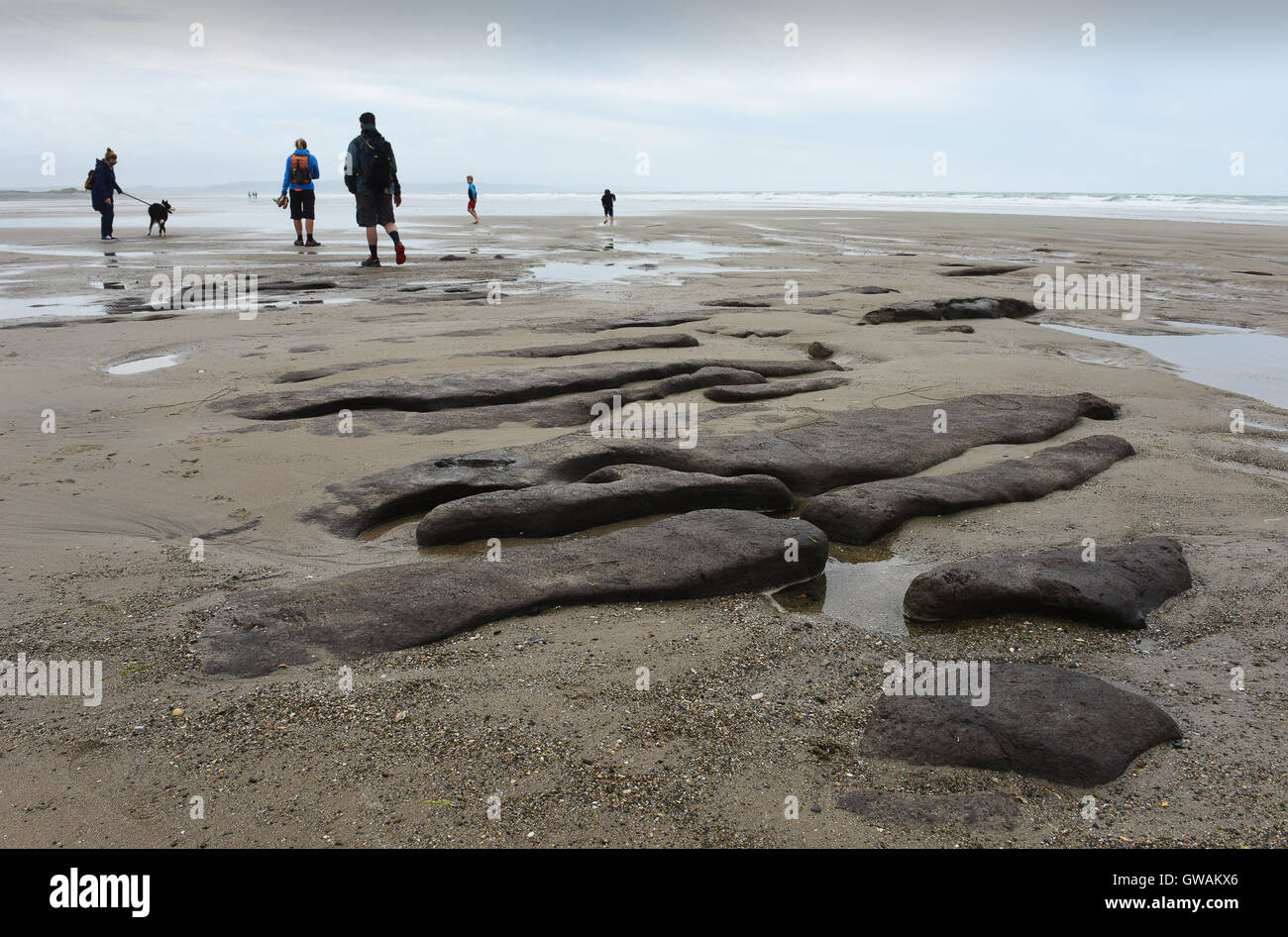 Remains of ancient 5,000-year-old trees revealed on beach Tywyn in Mid Wales after peat was washed away during storms. Stock Photo