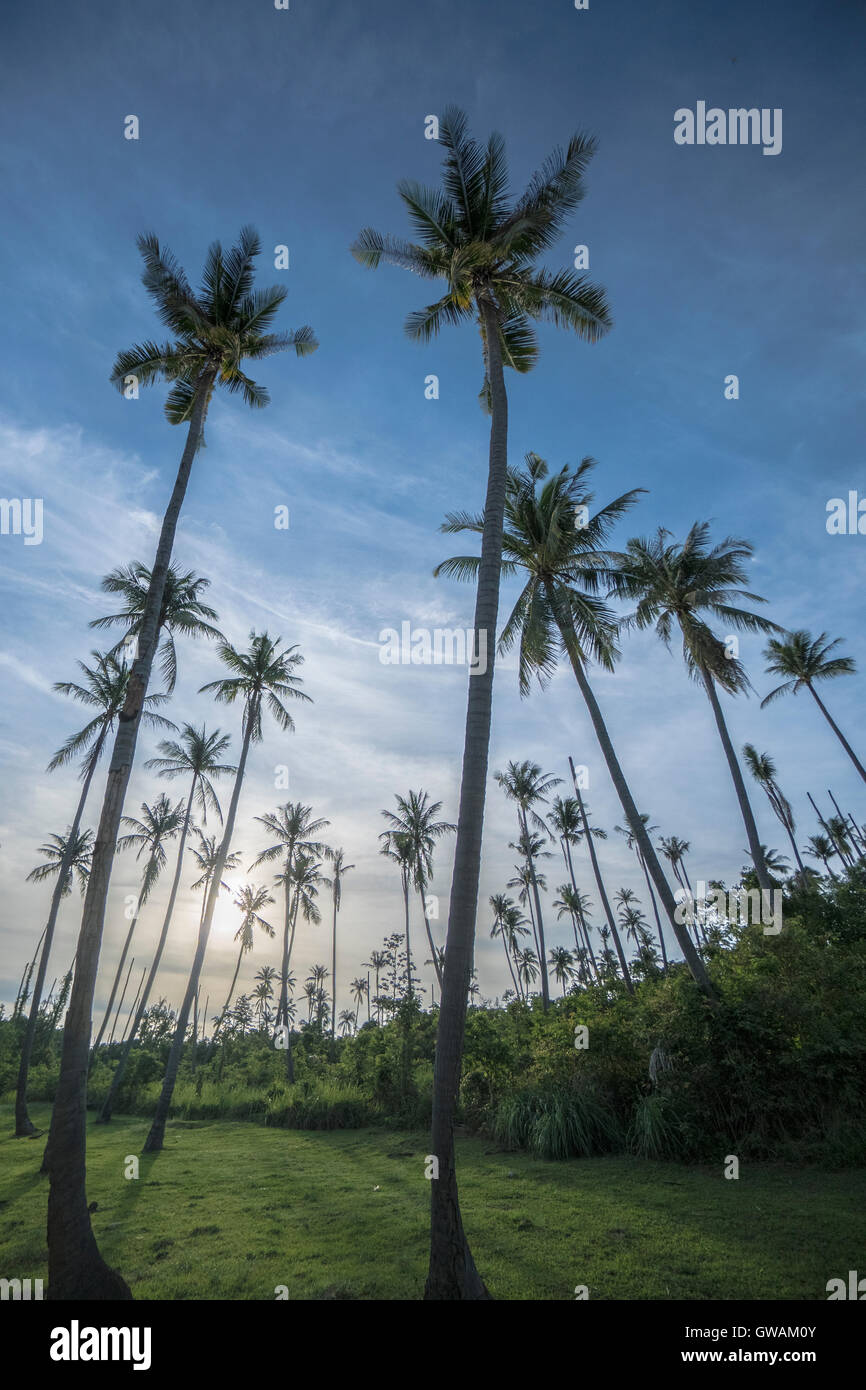 Tropical palm trees with green field and bushes over blue sky with ...