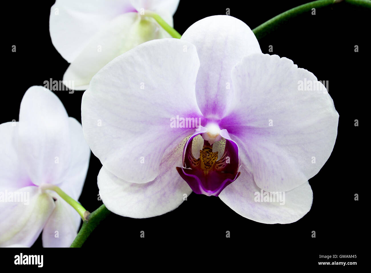 Floral background white orchid flower close up isolated over a black