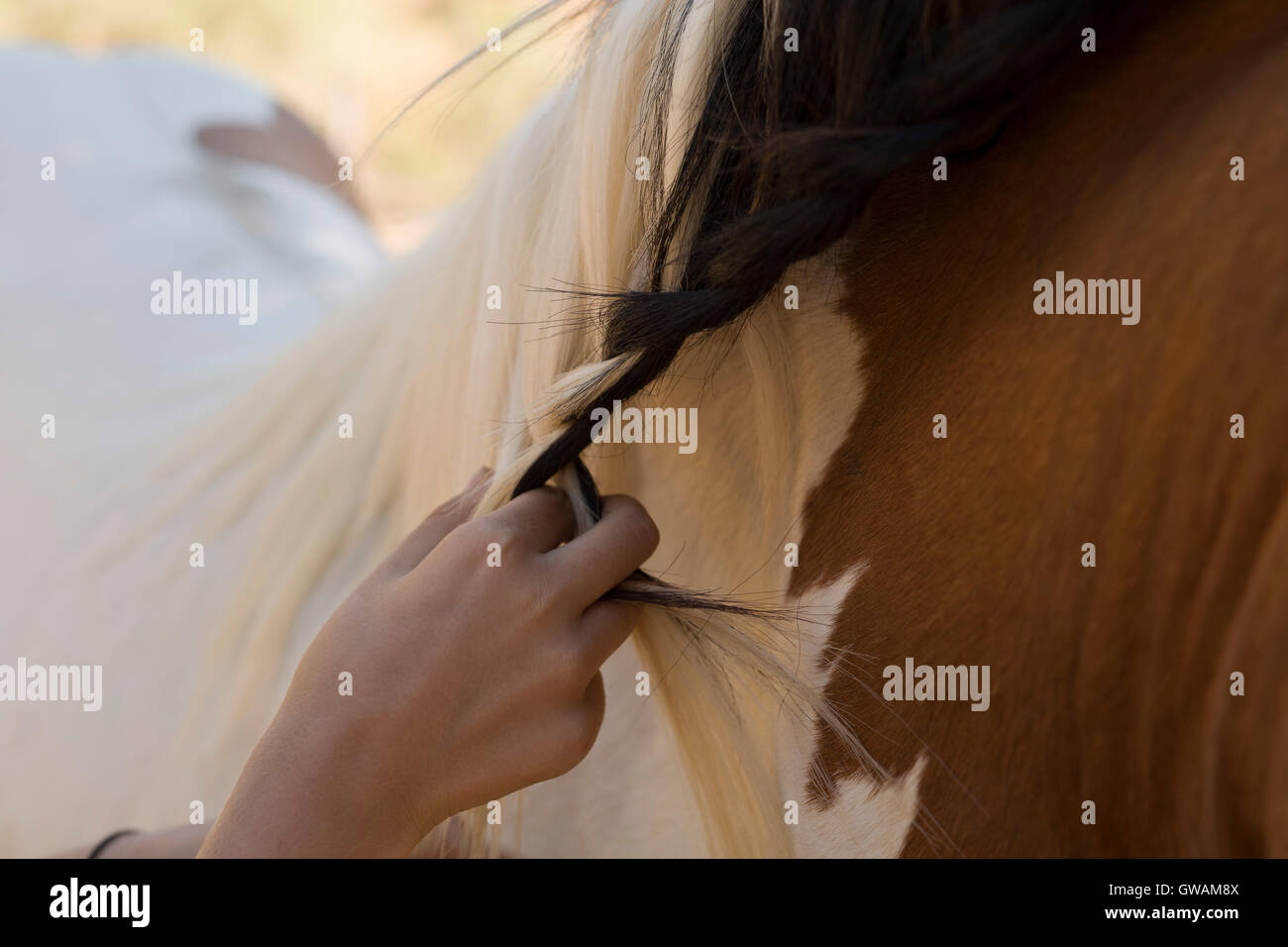 Girl combing a horse on a farm Stock Photo Alamy