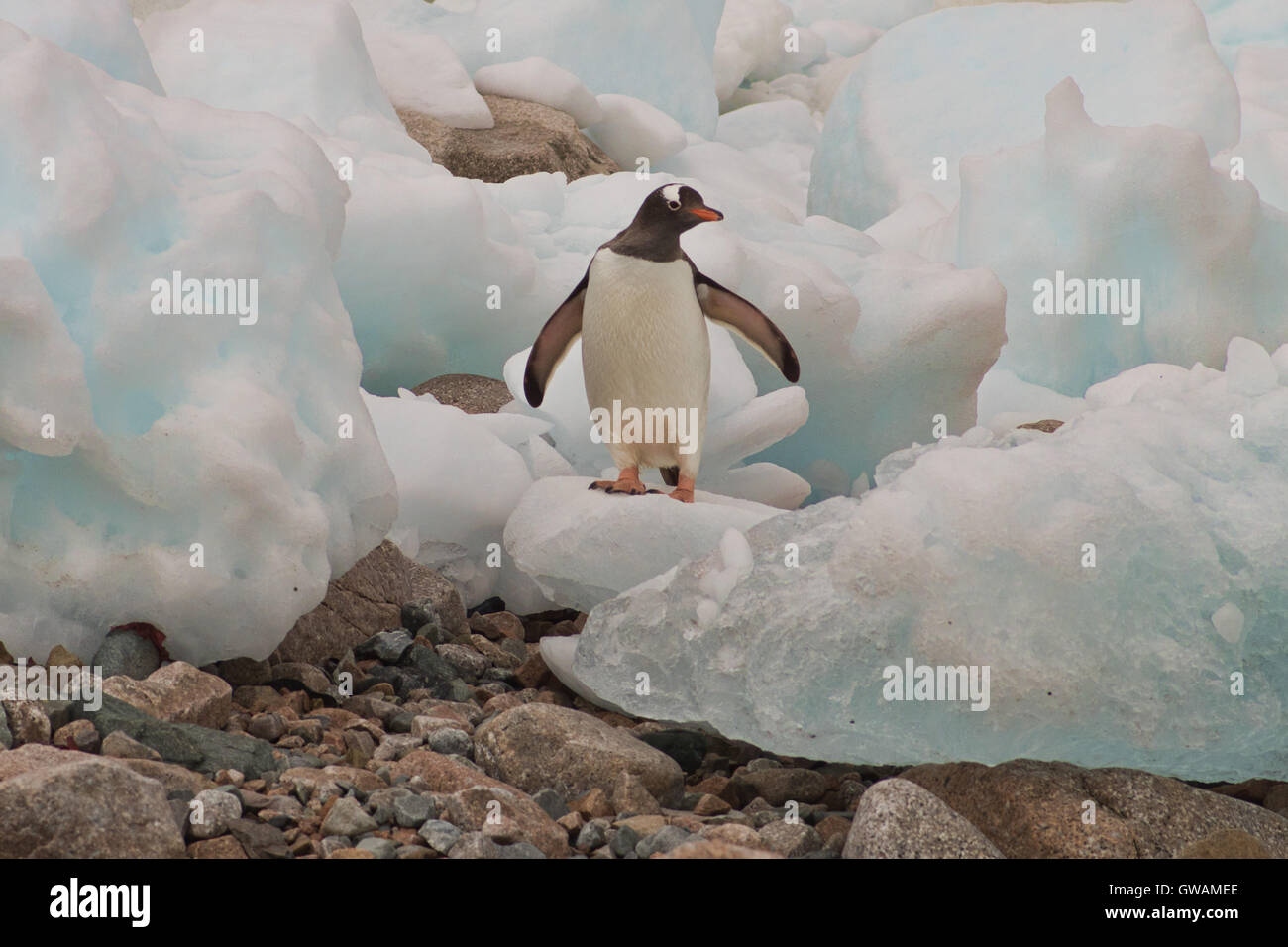 A Gentoo Penguin surveys the global warming in Antartica Stock Photo