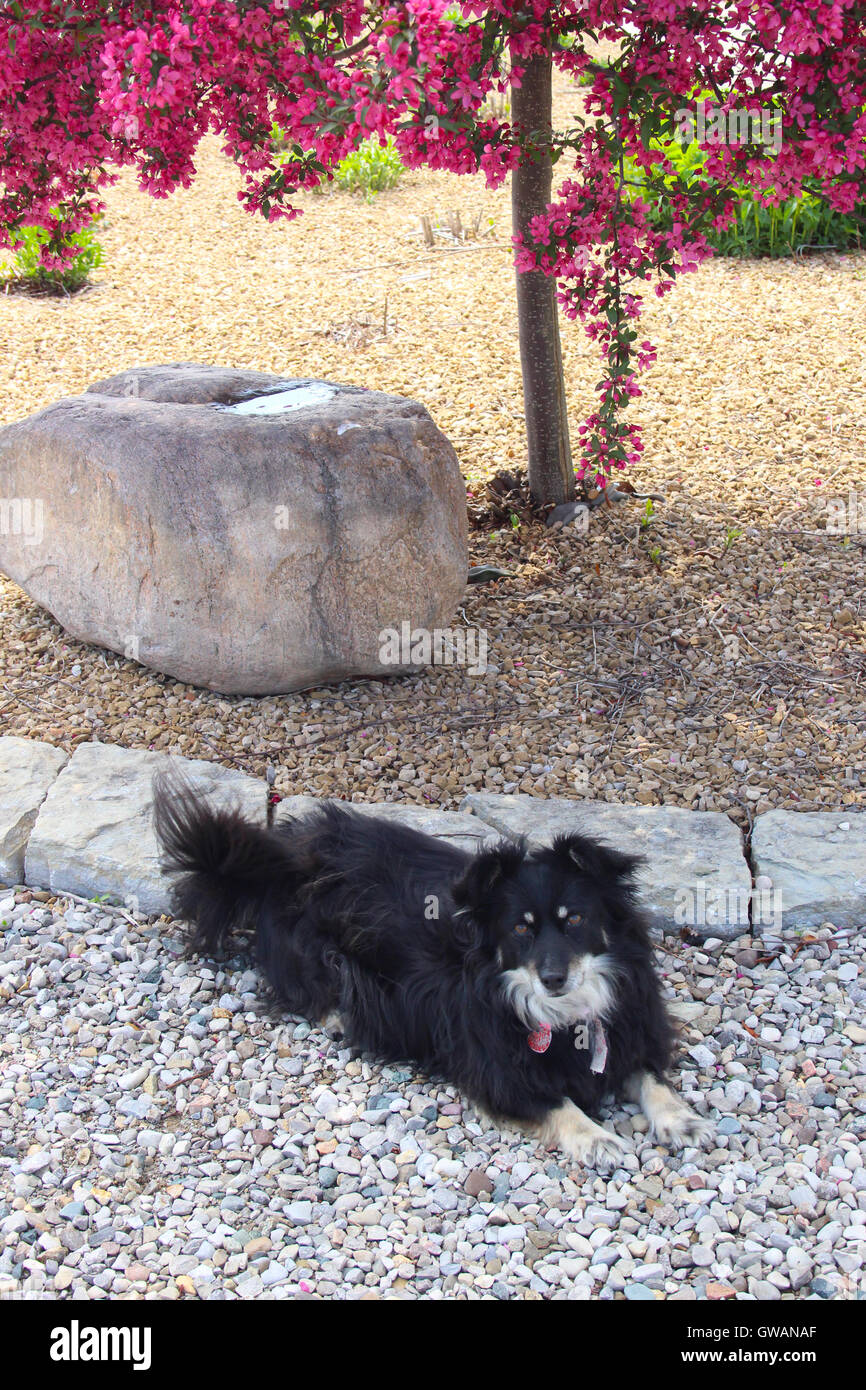A black dog (papillon mix) laying in the shade of a blossoming crabapple tree (Malus sp.) BHZ Stock Photo