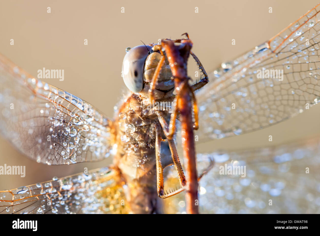 on an early morning there dragonfly with water drops of dew Stock Photo ...
