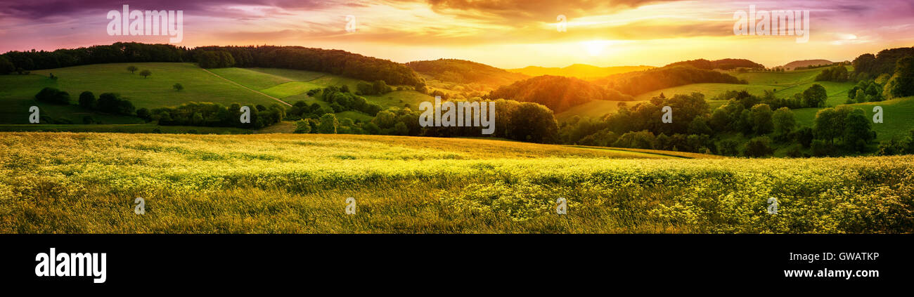 Panoramic sunset over a vast blossoming meadow landscape, with hills on the horizon and colorful sky Stock Photo