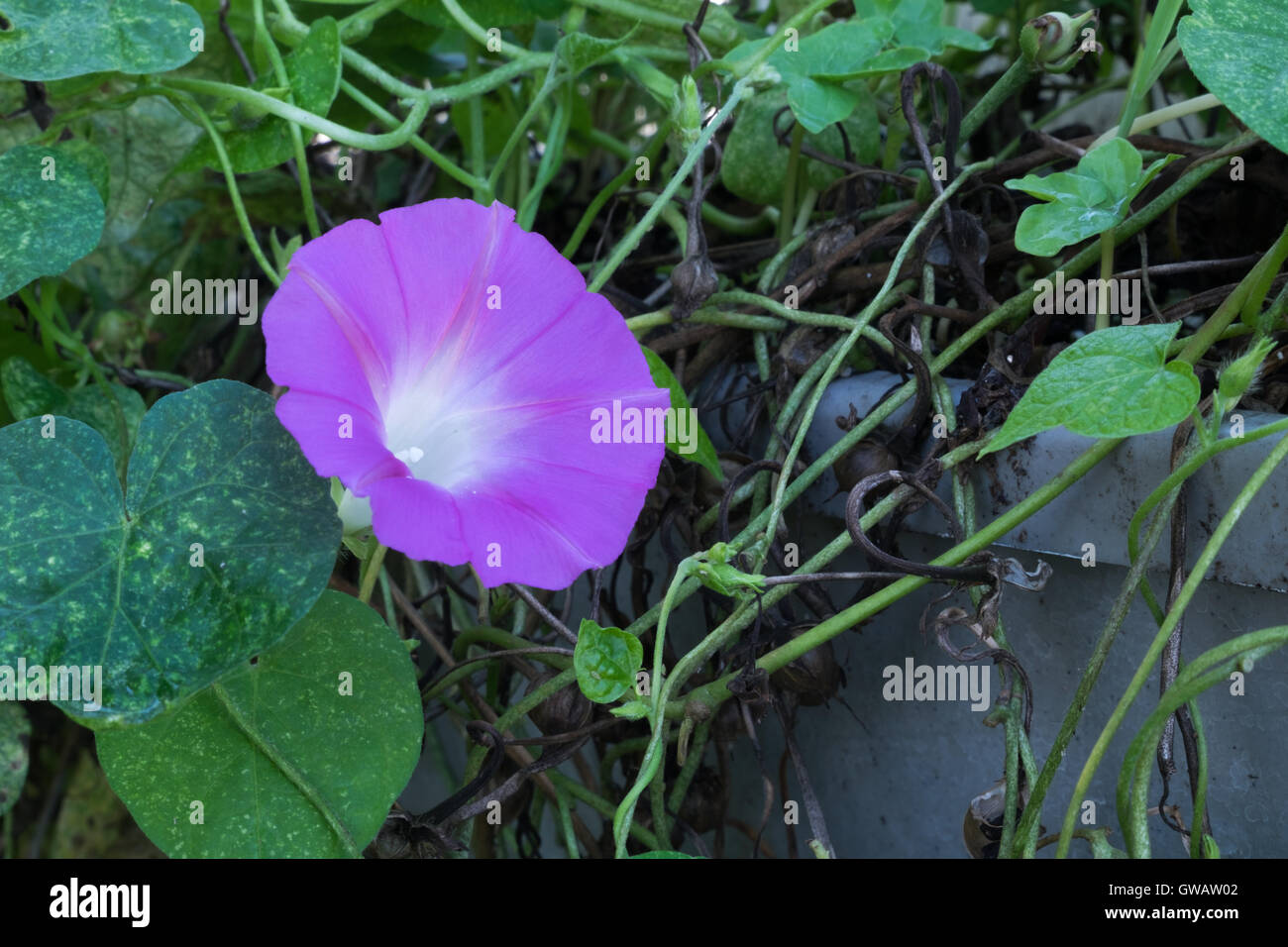 Morning Glory blossom with seed pods Stock Photo Alamy