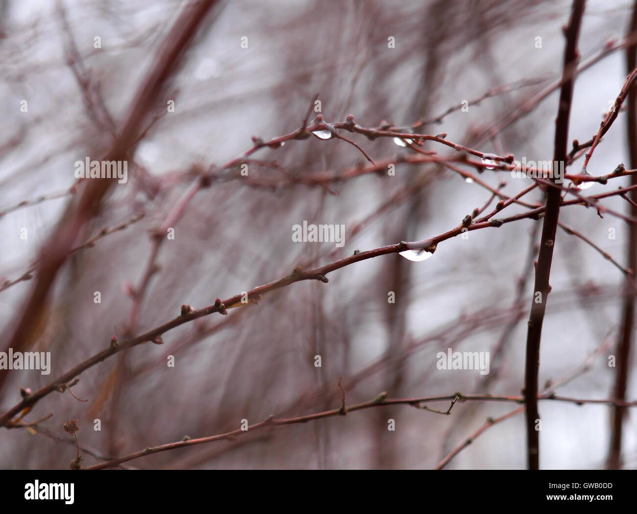 Rain drops on the tree hi-res stock photography and images - Alamy