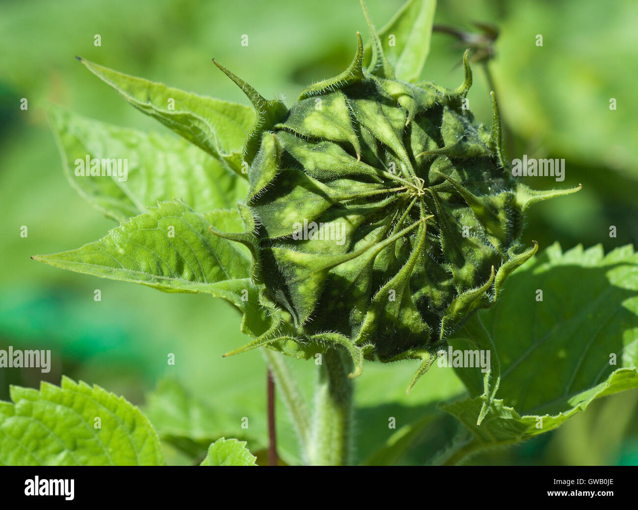 Natural environmental image. Green closed sunflower bud with green background of other plats. Stock Photo