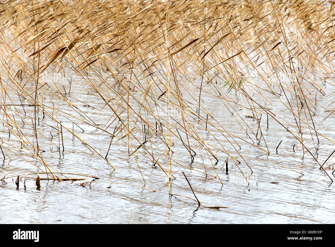 Abstract seasonal autumn background: dry plant / reed / reeds bush inclined due to wind forming a geometric pattern Stock Photo