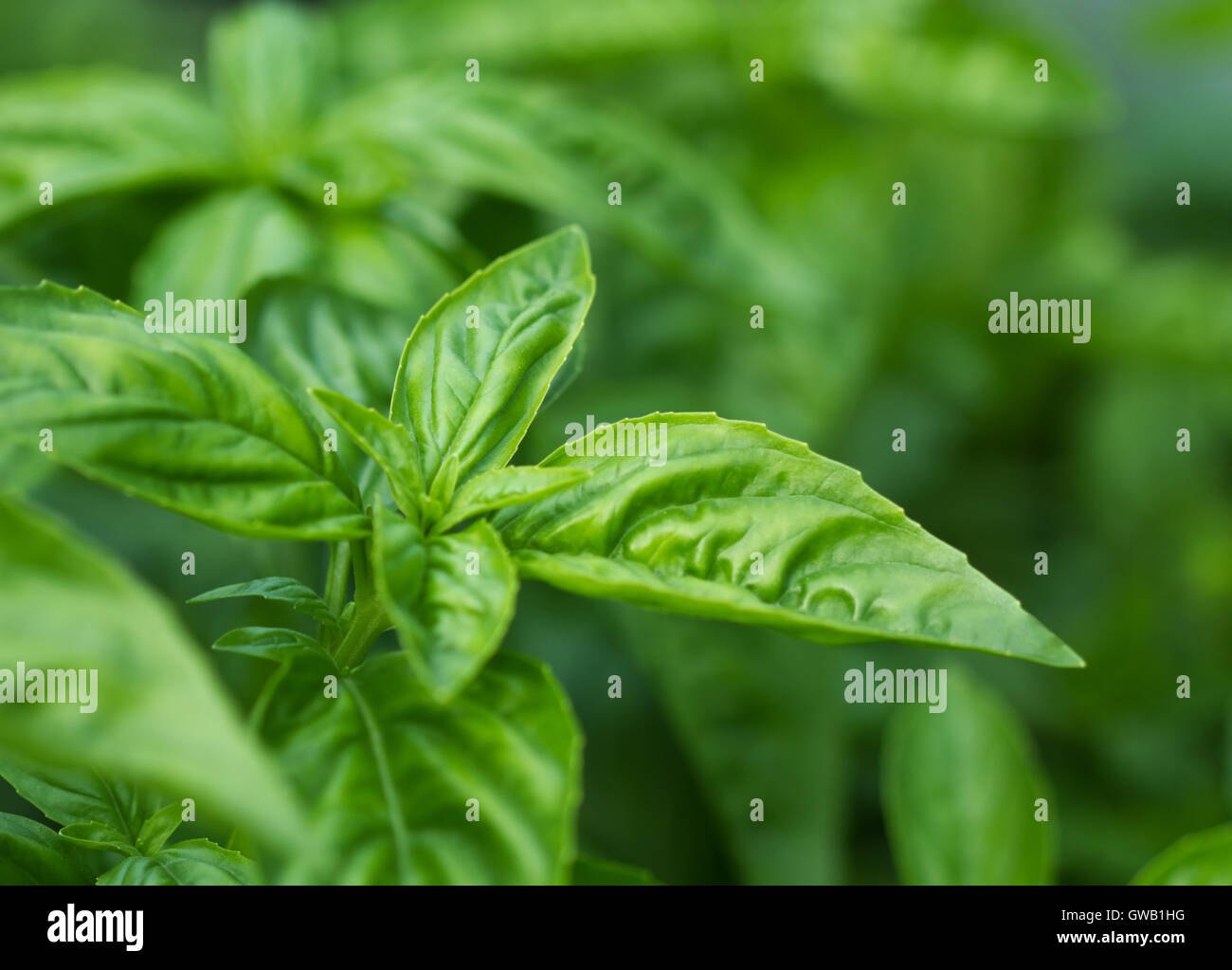 Herbal background hi-res stock photography and images - Alamy Herbal background hi-res stock photography and images - Alamy